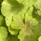 Heuchera 'Delta Dawn' – Tűzeső D14