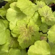 Heuchera 'Delta Dawn' – Tűzeső D14