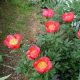 Lágyszárú bazsarózsa - Paeonia lactiflora 'Flame'