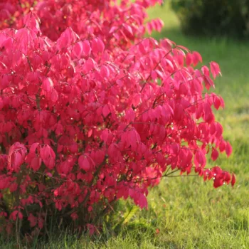   Szárnyas kecskerágó - Euonymus alatus 'Chicago Fire'