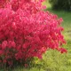 Szárnyas kecskerágó - Euonymus alatus 'Chicago Fire'