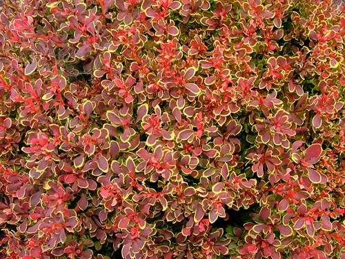 Sárga levélszélű japán borbolya - Berberis thunbergii 'Golden Ring'