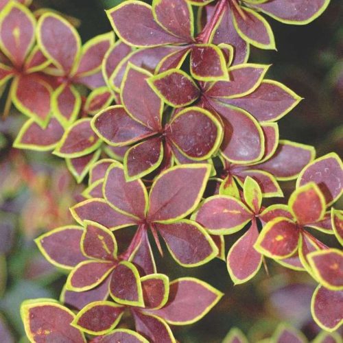 Sárga levélszélű japán borbolya - Berberis thunbergii 'Golden Ring'