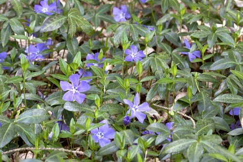 Vinca minor ‘Flower Power’ - Télizöld meténg