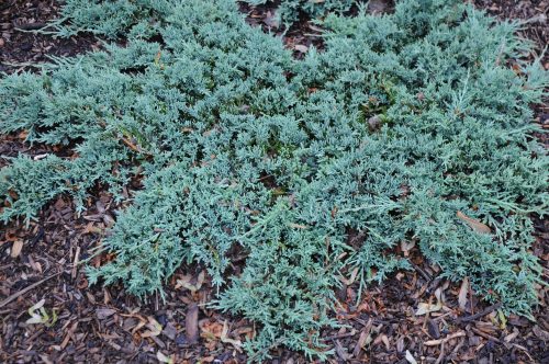 Terülő henyeboróka - Juniperus horizontalis 'Icee Blue'