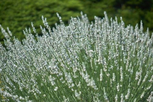 Fehér provance-i levendula - Lavandula x intermedia 'Exceptional'®