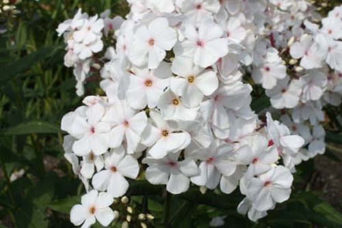 Bugás lángvirág - Phlox paniculata 'Popeye'