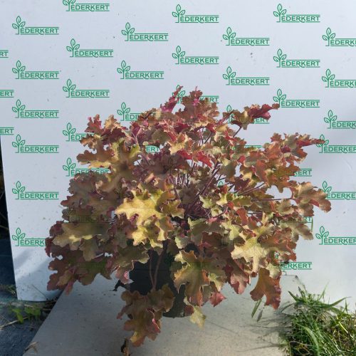 Tűzeső - Heuchera hybrida 'Champagne'