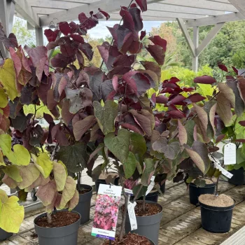   Cercis canadensis 'Forest Pansy' – bíborlevelű júdásfa K6 60/80