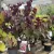 Cercis canadensis 'Forest Pansy' – bíborlevelű júdásfa K6 60/80