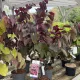 Cercis canadensis 'Forest Pansy' – bíborlevelű júdásfa K6 60/80