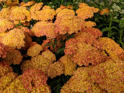 Közönséges cickafark - Achillea millefolium 'Desert Eve Terracotta'