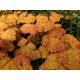 Közönséges cickafark - Achillea millefolium 'Desert Eve Terracotta'