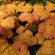 Közönséges cickafark - Achillea millefolium 'Terracotta'