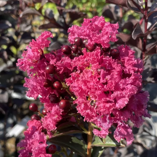 Lagerstroemia indica 'Double Feature' - Selyemmirtusz K3 30/40/60