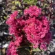 Lagerstroemia indica 'Double Feature' - Selyemmirtusz K3 30/40/60