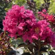 Lagerstroemia indica 'Double Feature' - Selyemmirtusz K3 30/40/60