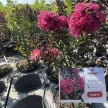 Lagerstroemia indica 'Double Feature' - Selyemmirtusz K3 30/40/60