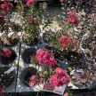 Lagerstroemia indica 'Double Feature' - Selyemmirtusz K3 30/40/60