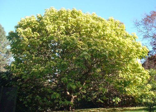 Szívlevelű szivarfa - Catalpa bignonioides