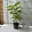 Szívlevelű szivarfa - Catalpa bignonioides
