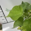 Szívlevelű szivarfa - Catalpa bignonioides