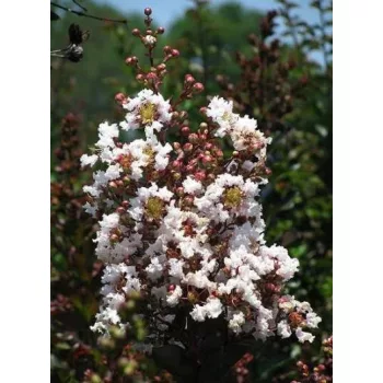   Lagerstroemia 'Burgundy Cotton'  - Kínai selyemmirtusz K15 Törzses
