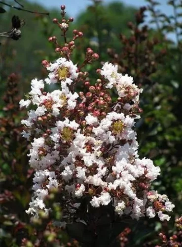 Lagerstroemia 'Burgundy Cotton'  - Kínai selyemmirtusz K15 Törzses