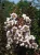 Lagerstroemia 'Burgundy Cotton'  - Kínai selyemmirtusz K15 Törzses
