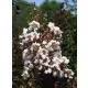 Lagerstroemia 'Burgundy Cotton'  - Kínai selyemmirtusz K15 Törzses