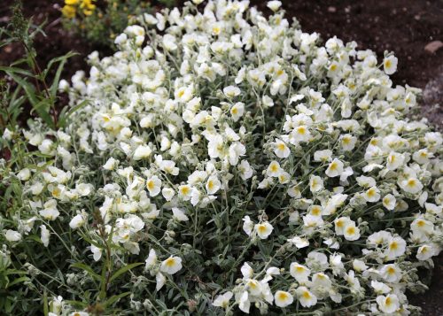 Napvirág - Helianthemum hybridum 'The Bride'