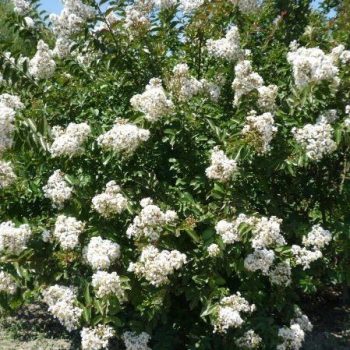   Kínai selyemmirtusz - Lagerstroemia indica 'Nivea'