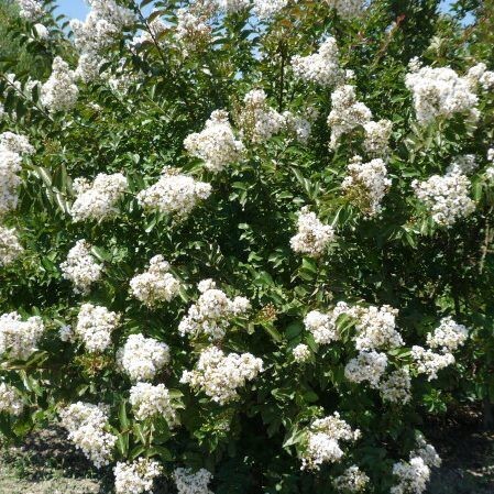 Kínai selyemmirtusz - Lagerstroemia indica 'Nivea'