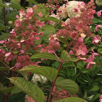   Bugás hortenzia - Hydrangea paniculata 'Pink Diamond'
