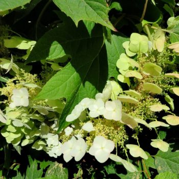 Tölgylevelű hortenzia - Hydrangea quercifolia