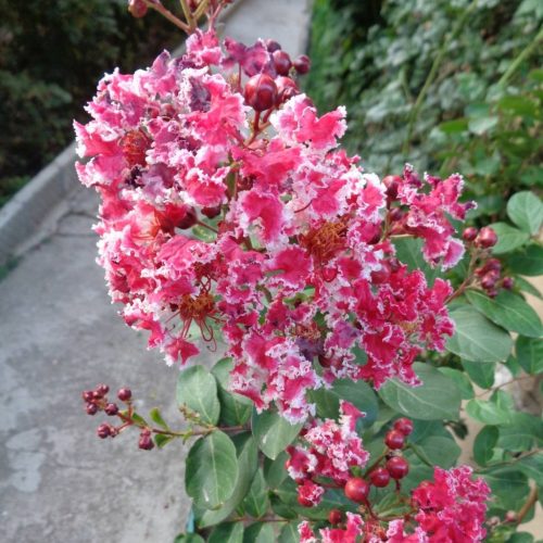 Kínai selyemmirtusz - Lagerstroemia indica 'Berlingot Menthe'