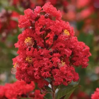   Lagerstroemia indica 'Best Red'  - Kínai selyemmirtusz K15 Törzes