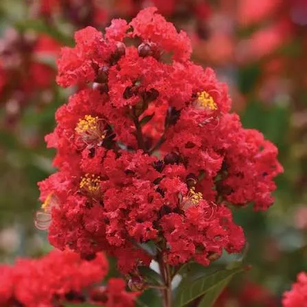 Lagerstroemia indica 'Best Red'  - Kínai selyemmirtusz K15 Törzes