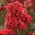 Lagerstroemia indica 'Best Red'  - Kínai selyemmirtusz K15 Törzes