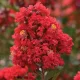 Lagerstroemia indica 'Best Red'  - Kínai selyemmirtusz K15 Törzes