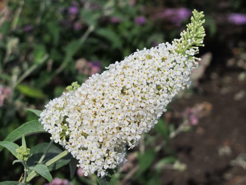 Nyáriorgona - Buddleja davidii 'Reve de Papillon White'