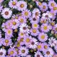  Törpe őszirózsa - Aster dumosus 'Marjorie'