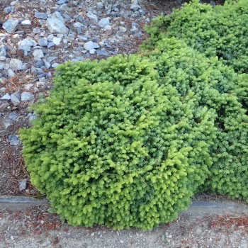   Zöld levelű törpe lucfenyő - Picea abies 'Little Gem'