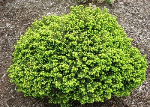 Zöld levelű törpe lucfenyő - Picea abies 'Little Gem'