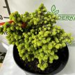 Zöld levelű törpe lucfenyő - Picea abies 'Little Gem'