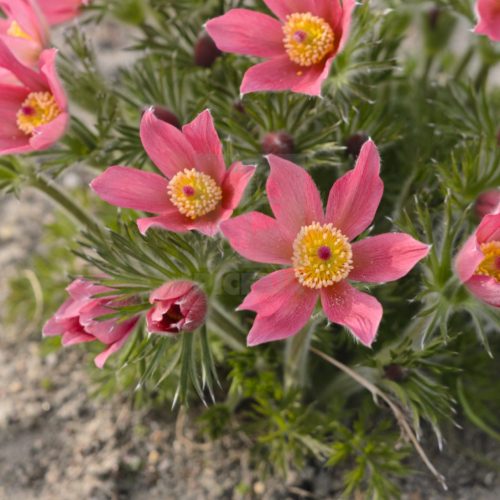 Nyugati kökörcsin - Pulsatilla vulgaris 'Rote Glocke'