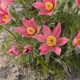 Nyugati kökörcsin - Pulsatilla vulgaris 'Rote Glocke'