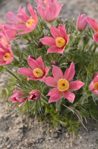 Nyugati kökörcsin - Pulsatilla vulgaris 'Rote Glocke'