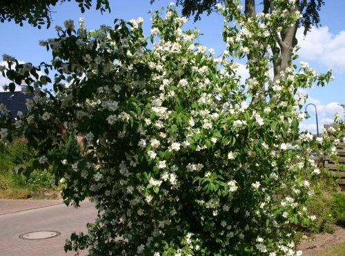 Közönséges jezsámen - Philadelphus coronarius