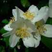 Közönséges jezsámen - Philadelphus coronarius